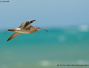 Animali 446